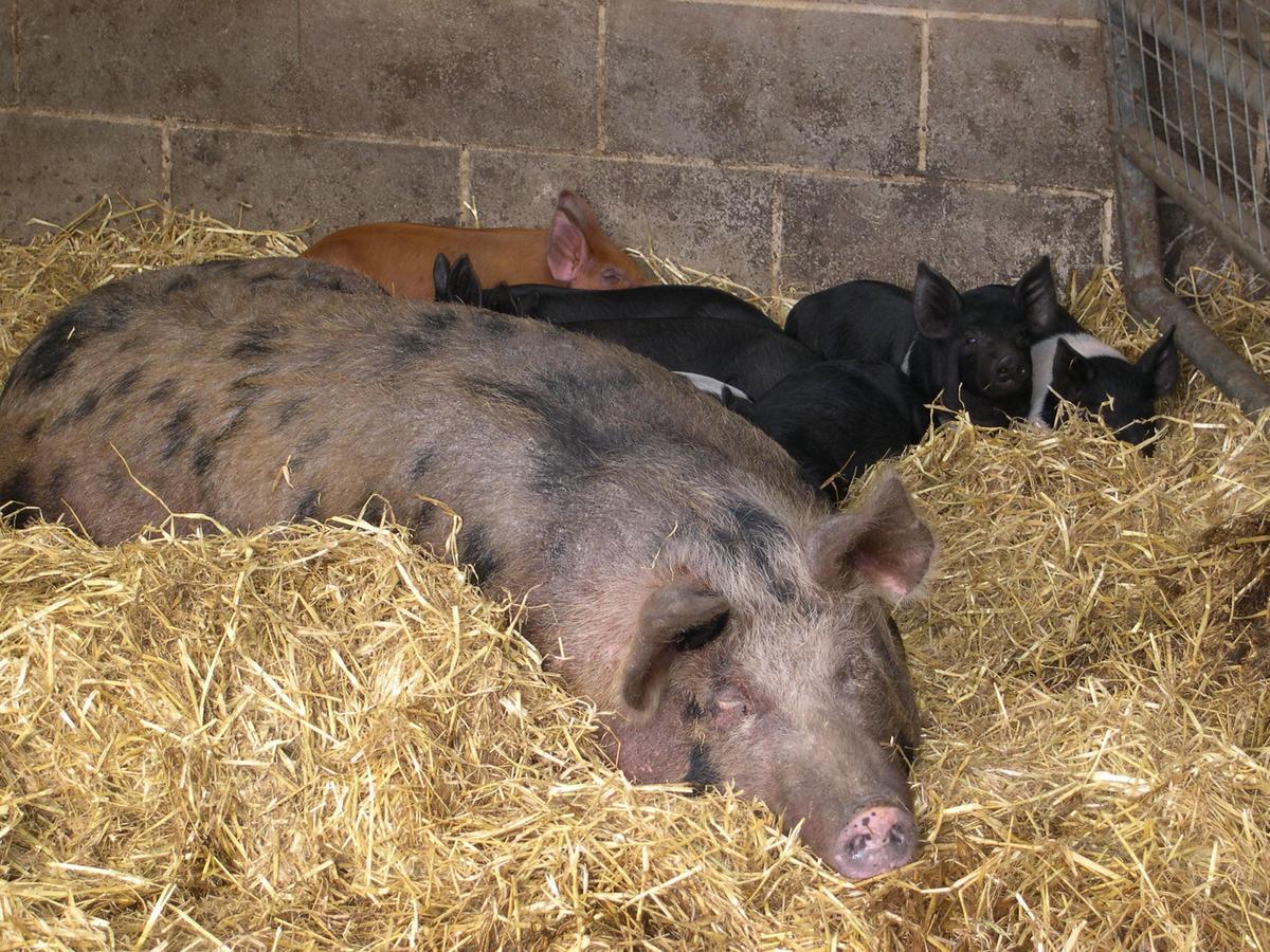 לינה וארוחת בוקר Silsden Pickersgill Manor Farm מראה חיצוני תמונה