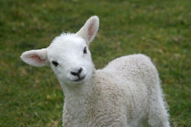 לינה וארוחת בוקר Silsden Pickersgill Manor Farm מראה חיצוני תמונה